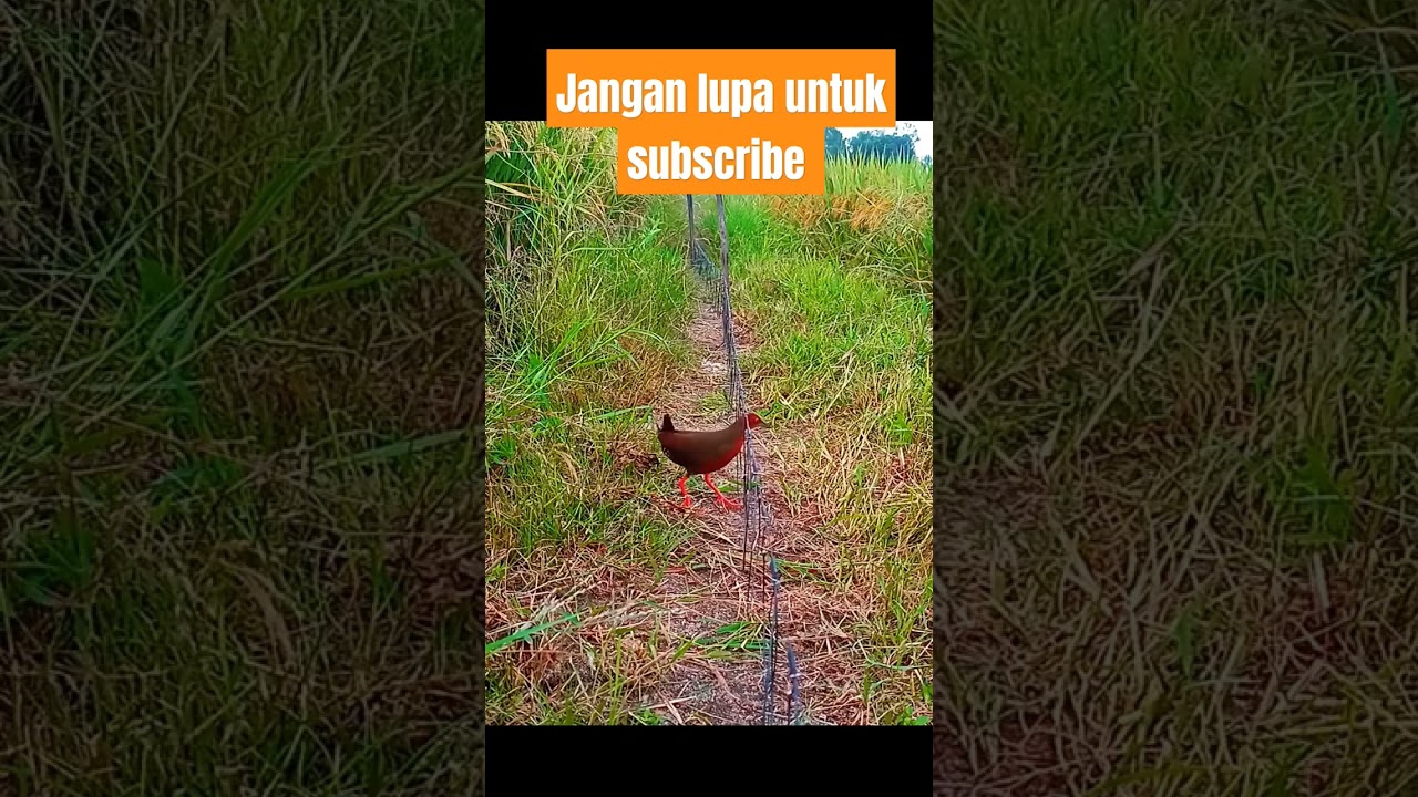 jerat burung tikusan 