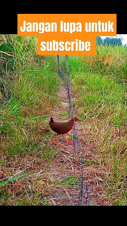 jerat burung tikusan #shorts #birdtrap