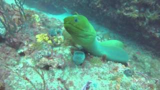 A Very Curious and Playful Green Moray Eel