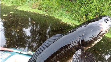 Câu cá lóc. U minh thượng hero 10 2