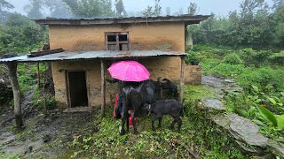 This is Himalayan Village || During the Heavy Rainy Season |Daily Activities People in Village Life