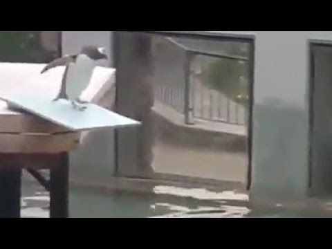 I Can T Take It Anymore A Sad Penguin Trying To Commit Suicide 