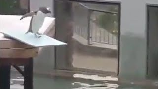 I can't take it anymore! A sad Penguin trying to commit suicide!!!