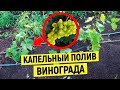 КАПЕЛЬНЫЙ ПОЛИВ ВИНОГРАДА (КАПЕЛЬНОЕ ОРОШЕНИЕ)