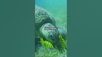 "How Marine Animals Navigate Using Earth