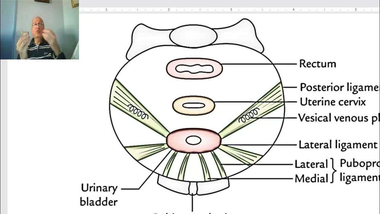 Anatomy of urinary module in Arabic 2023, 9 (Urinary bladder, part 3