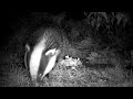 Step into the secret world of British wildlife with this breathtaking footage of a badger