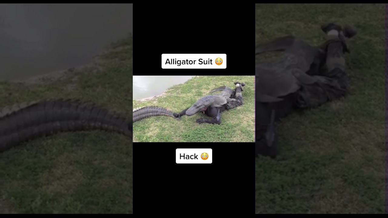 The man wears a crocodile costume and goes to the crocodiles