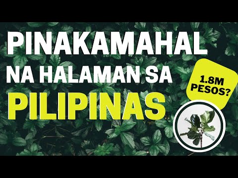 10 Pinakamahal Na Halaman Sa Pilipinas Na Posibleng Nasa Bakuran Mo Lang Most Expensive Plants Ph