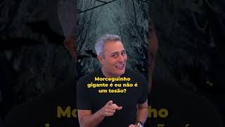 Esse Morcego É Do Tamanho De Uma Pessoa