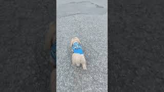 #walkingtime #followers #follow #walkingwithAxel