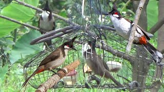 Chào mào mồi gọi bổi không tạp âm, tiếng chào mào mồi gọi là đến. chàomàomồi chàomào. chào mào mồi