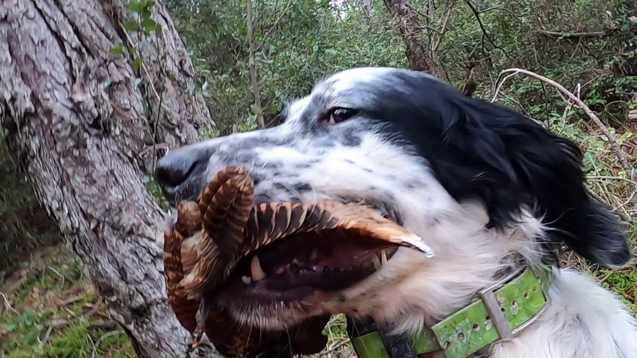 BECADAS 2019-2020 SETTERLAND