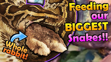 Feeding our Largest Snakes!