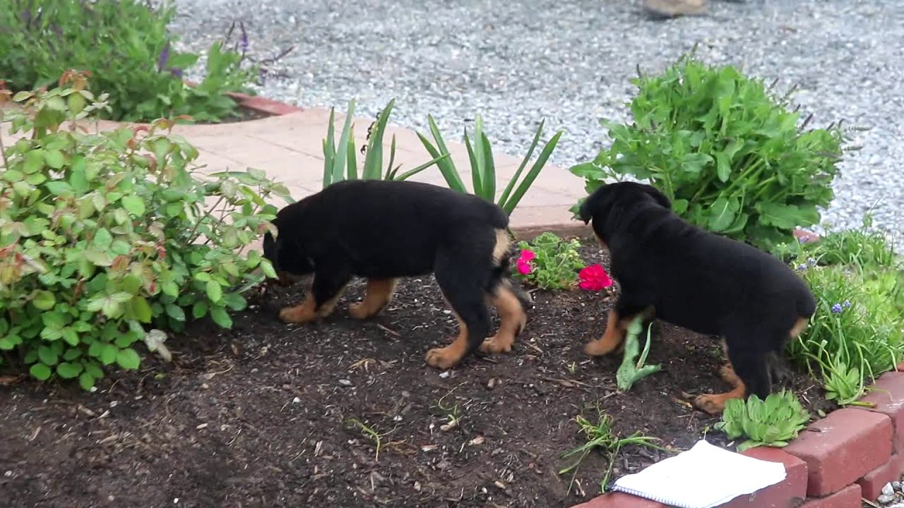 chocolate rottweiler puppies