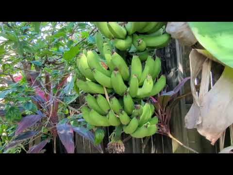 Part 1 - Seeds, Fruit and Food you plant once and eat within first year and year round.