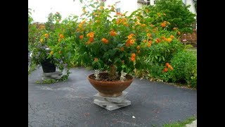 dracaena outside Dracaena Dragon Tree Green Bush