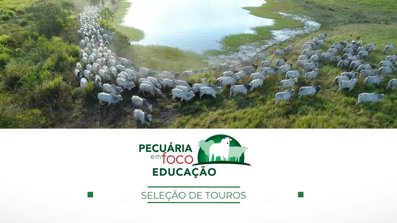 22 - ESTAÇÃO DE MONTA - SELEÇÃO DE TOUROS - PECUÁRIA EM FOCO EDUCAÇÃO