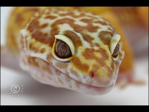 lizard skin grips Leopard Gecko new setup/update