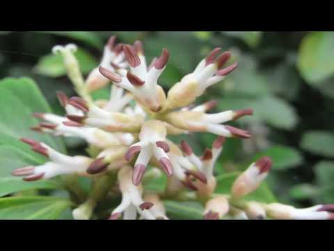 Flower Gardening Tips How To Grow Japanese Spurge Pachysandra Terminalis Pachysandra Procumbens Youtube
