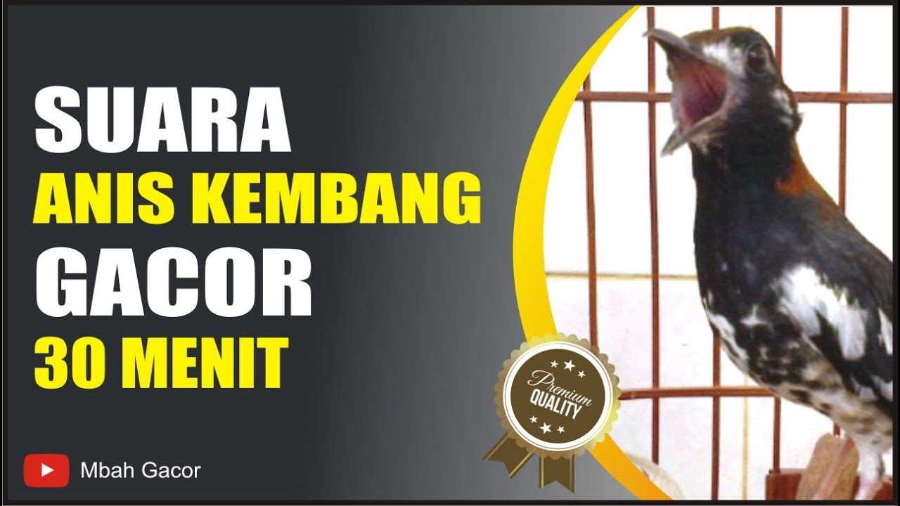 AKHIRNYA Inilah Suara Burung  ANIS  KEMBANG Gacor 