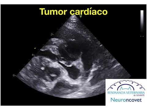 Video: Tumor Cardíaco (rabdomioma) En Perros
