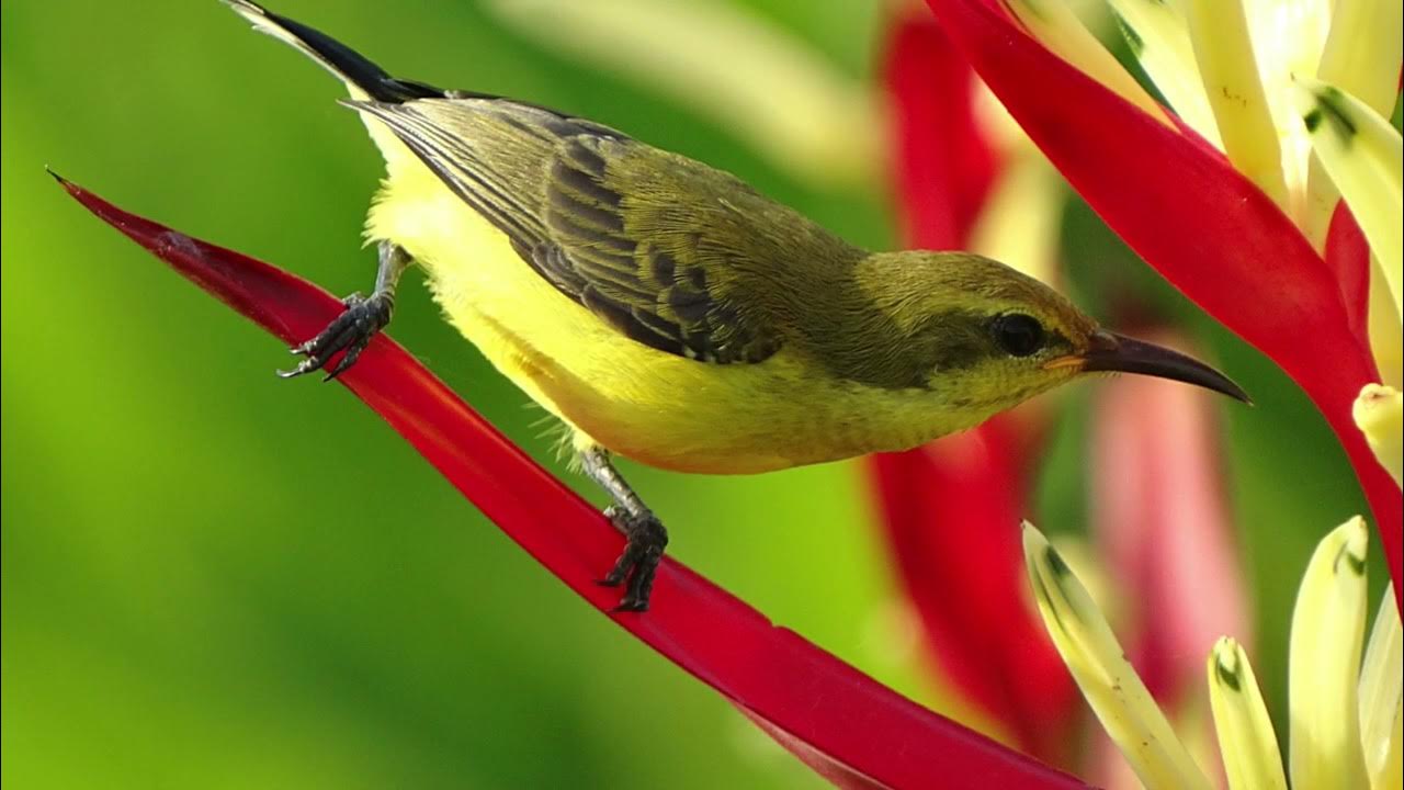 экзотические птицы. дроздовая мухоловка ядовитая. Good bird. красивые птицы россии. колибри желтенькая.