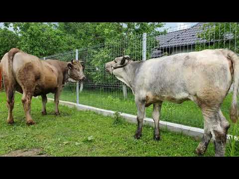 Video: Diferența Dintre Vaca Jersey și Vaca Holstein