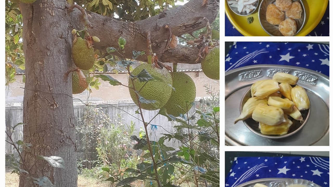 # ಹಲಸಿನ ಹಣ್ಣಿನ ಪಾಯಸ ಮಾಡುವ ವಿಧಾನ👌