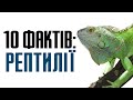 10 цікавих фактів про рептилій (плазуни)