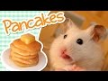 🥞 Pancakes | HAMSTER KITCHEN 🥞