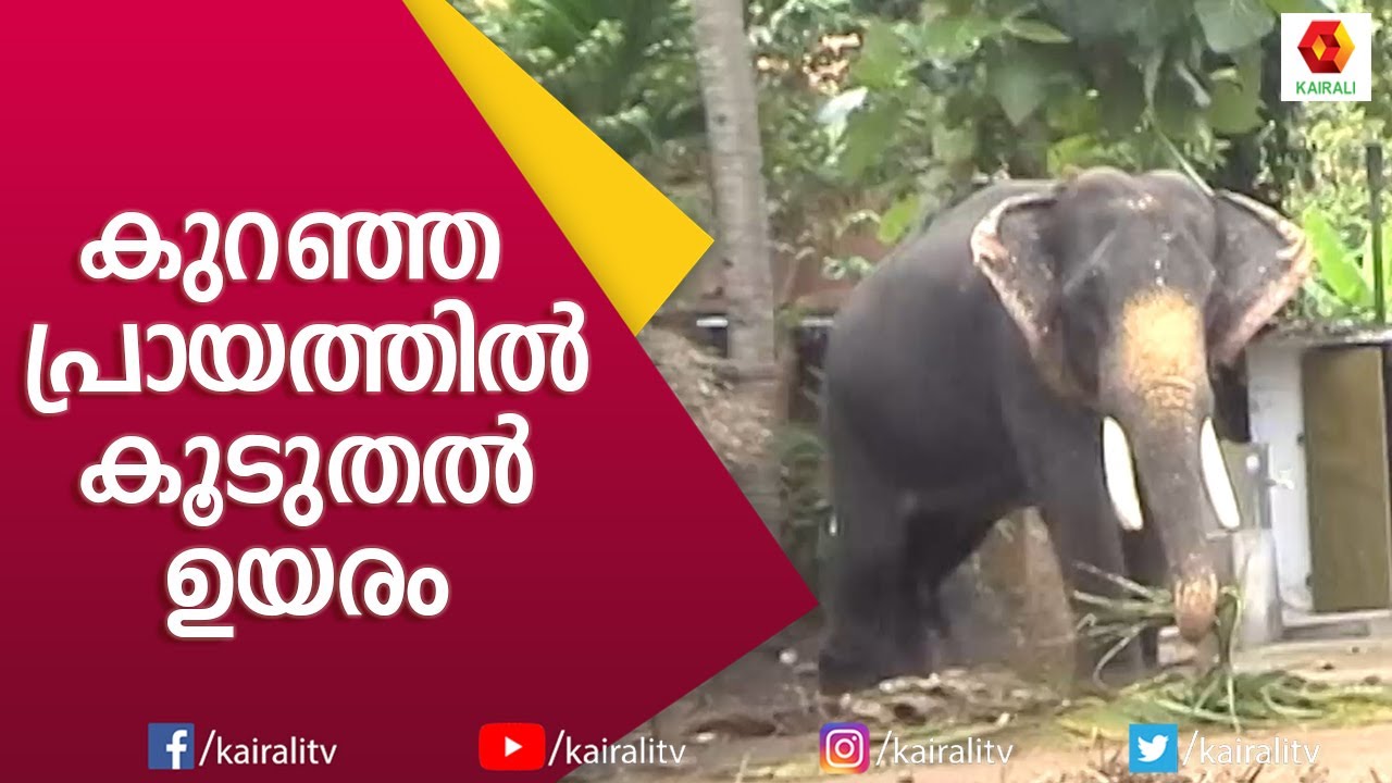 പുത്തൻകുളം അനന്തപത്മനാഭൻ  വേറിട്ട ഗജവീരനാകാൻ കാരണം ഇതാണ്| Puthenkulam Ananthapadmanabhan |KairalI TV
