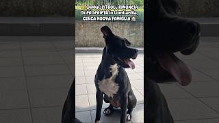 👑 Daina, Pitbull Rinuncia Di Proprietà In Lombardia, Cerca Casa 🏠 #shorts #pitbull #sos #help