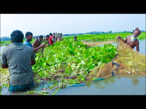 কুচুরি পানায় মাছ ধরার আজব টেকনিক#kids_fishing #traditional #hand_fishing #hand_fishing_videos