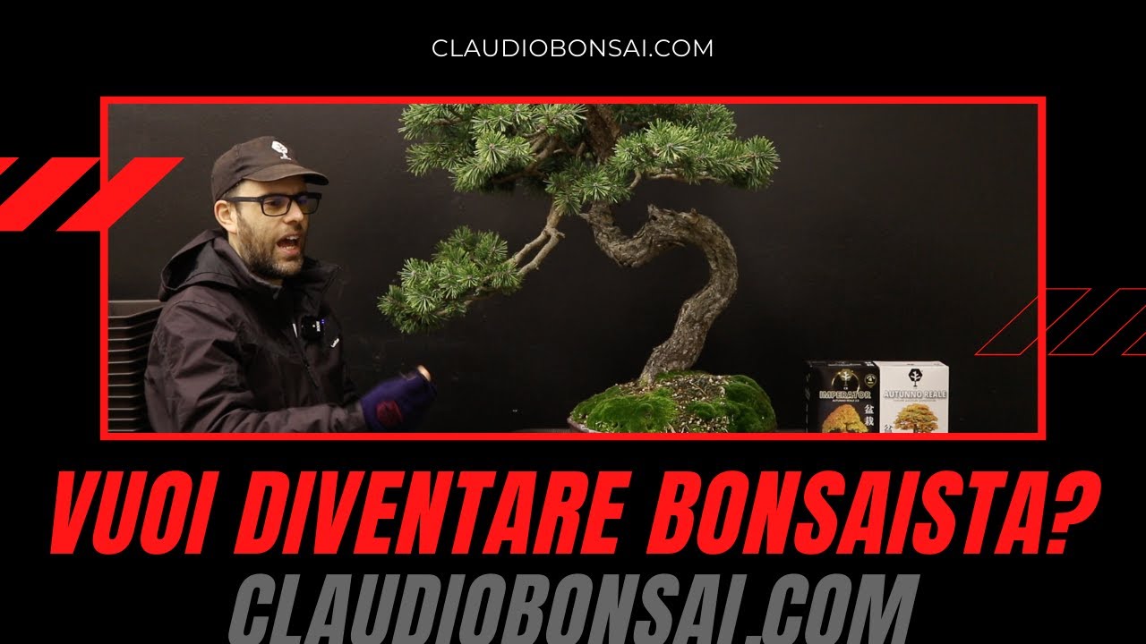 COME SI COSTRUISCE UN BONSAI DI PINO 2021