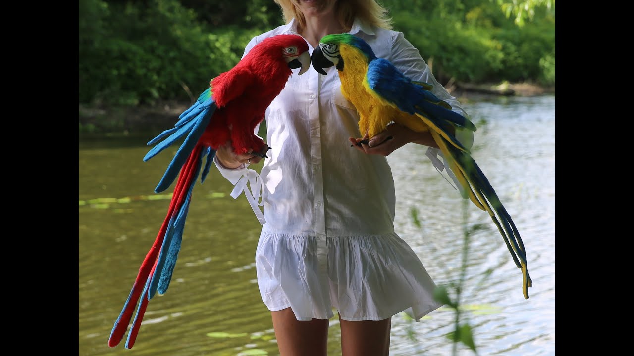 macaw parrot toys