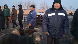 1-Февраль Гурлан Қўй Қўзи Нархлари