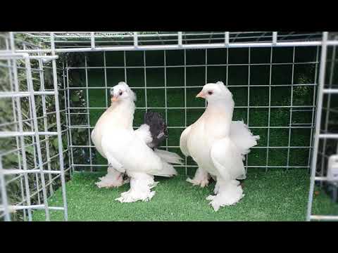 KARAKUYRUK ROSTOV OMSKİ