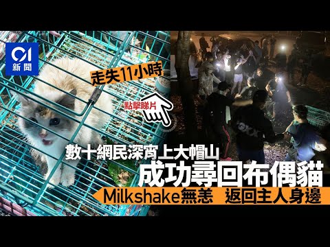 布偶貓「Milkshake」大帽山走失11小時　熱心網民合力尋回無恙