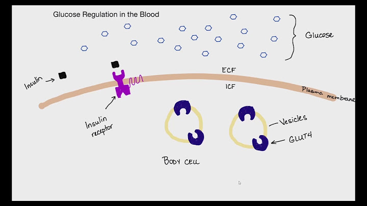 Which hormones are responsible for maintaining blood glucose levels?