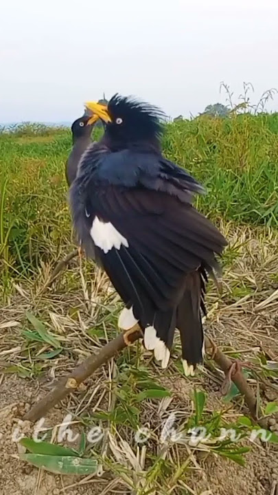 suara JALAK KEBO pikat,ocehan mangguk semua jalak bakal terpancing dan emosi