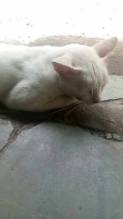 Jangan Ganggu Macan Tidur