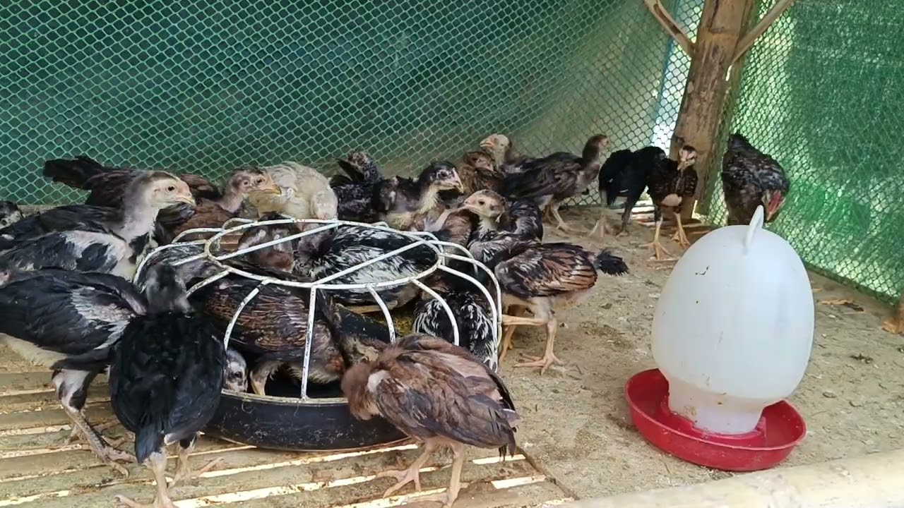 Chickens Eating Grains Together 🐔🥣