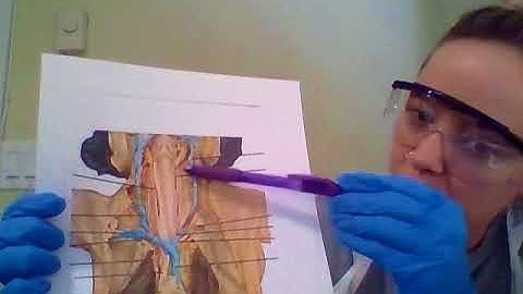 pig dissection lymphatic system