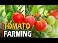 How to grow tomatoes  tomato farming  tomato cultivation  complete informations