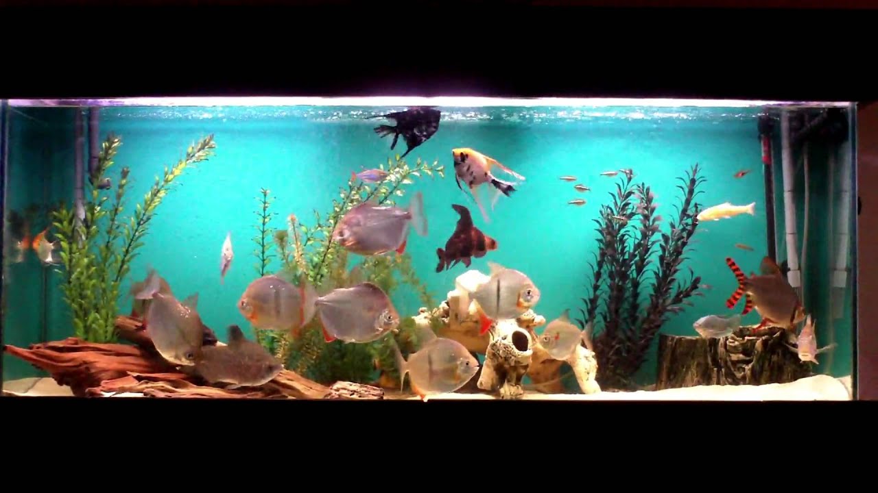 Unusual Oddball Aquarium (wide shot) YouTube