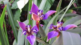 Regina Blue Walking Iris blooms opening in Florida (Neomarica caerulea)