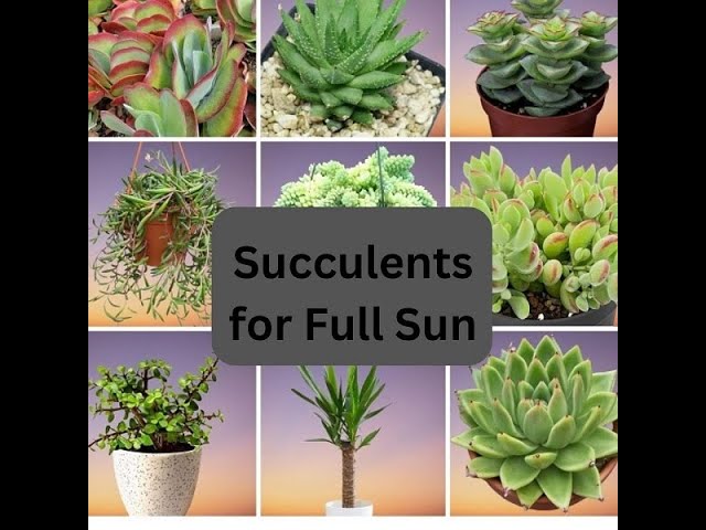 30 Succulents for Full Sun | Sun loving Succulent Plants | Succulents for  Direct Sunlight