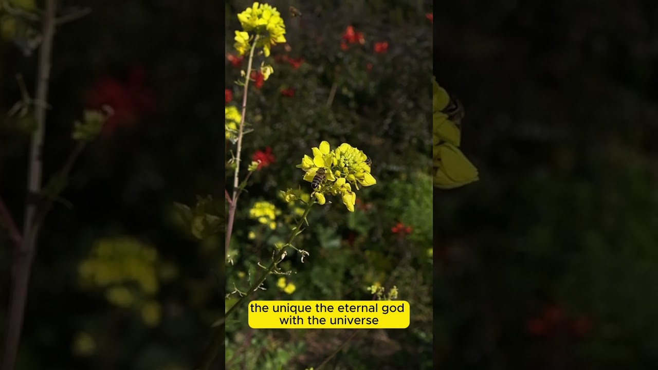 The Universe's Hidden Harmony: An Islamic Perspective