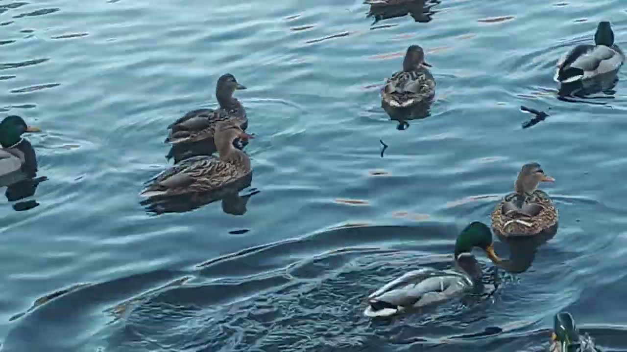 Весёлые утки плавают в воде и едят хлеб. (1 февраля 2026 года).